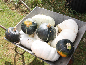 Some of our autumnal vegetables