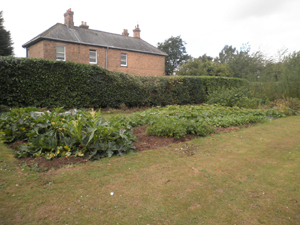 The school garden plots